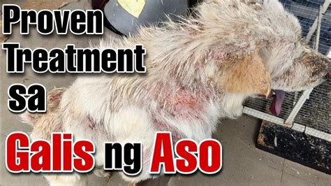 PINAKAMABISANG GAMOT SA GALIS NG ASO na .